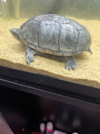Musk turtle 