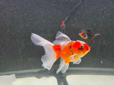 orandas goldfish , View more