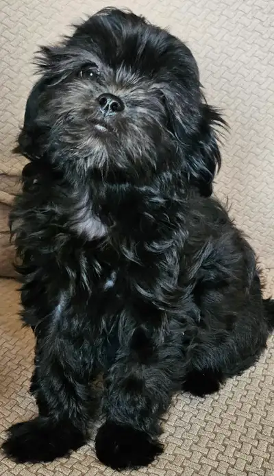 Adorable Shipoo puppies. 1 chocolate brown, 1 black. Best furfrn, View more