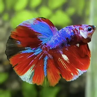 High Quality Betta Fish, View more