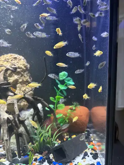 5 yellow lab fry baby cichlids 4 weeks old $25 per 5 pack 10 convicts cichlids babies 4 weeks old $2...