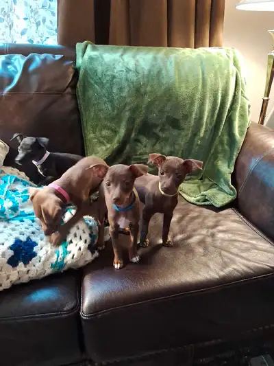 Min Pin x Terrier, View more