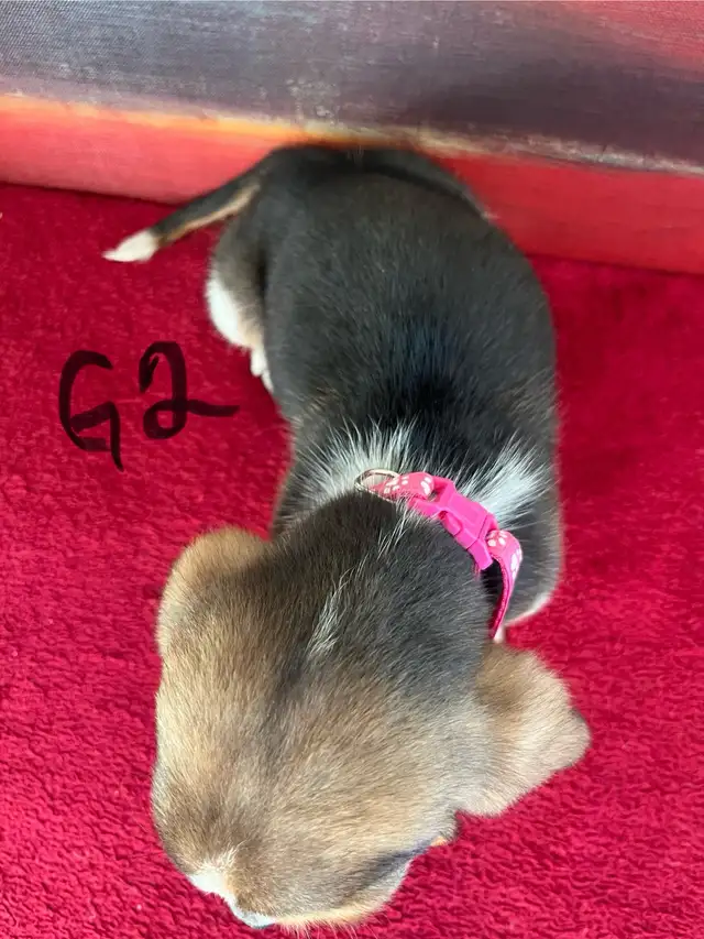 Basset Hound Pups Pure Bred in Dogs & Puppies for Rehoming in Edmonton - Image 5