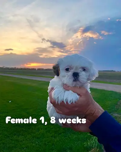 ❤️Pure bred shih tzu puppies ❤️for sale. 2 female and 1 male will be available after May 21. A veter...