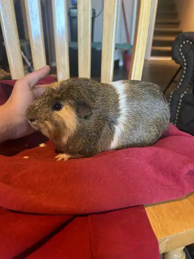 Guinea pigs , View more