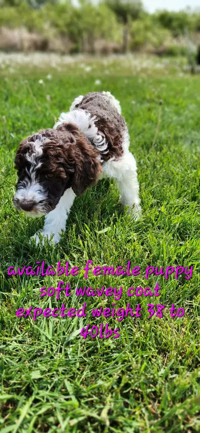 These beautiful aussidoodles will be 8 weeks old on June 12th and need to find loving homes. They ar...