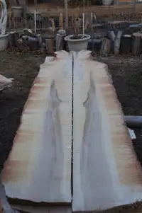 Local Silver Maple Wood Slabs