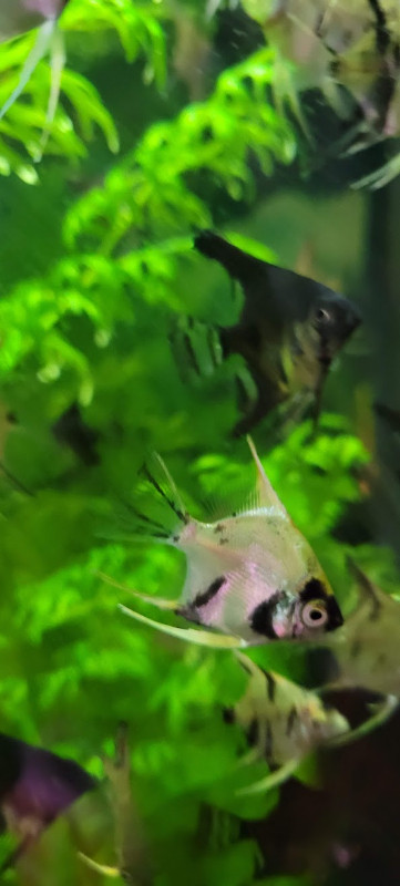 Angelfish for Sale in Fish for Rehoming in Burnaby/New Westminster - Image 4
