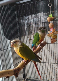 Bonded pair of conures.
