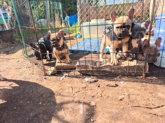 Bouledogue francais dans Chiens et chiots à adopter  à Laurentides
