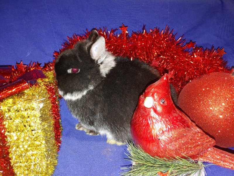 EXTRAORDINARY NETHERLAND DWARF MALE BUNNY SEEKS FAMILY TO ADOPT