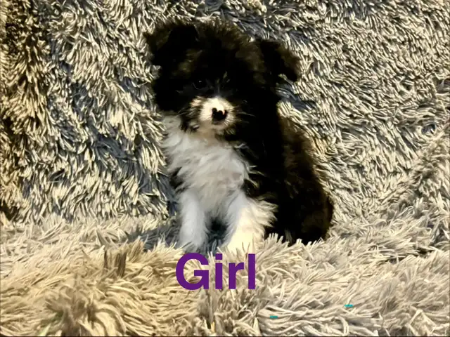 Pomeranian x Shih Tzu puppies in Dogs & Puppies for Rehoming in Strathcona County - Image 5