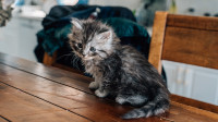 Maine Coon Kittens for Sale