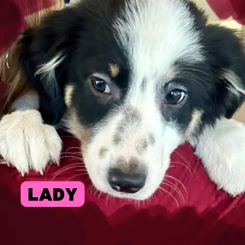 Are you Looking for an amazing family companion to bring unconditional love into your life ! Looking...