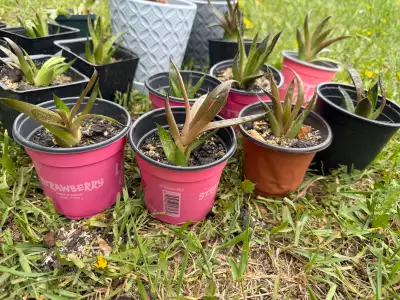 healthy plants already rooted, View more