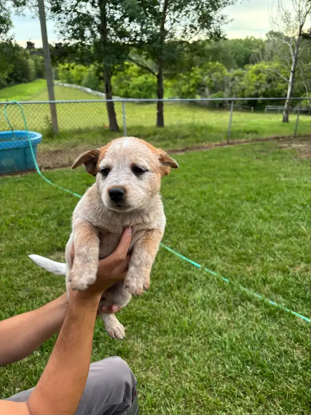 Heeler puppies in Dogs & Puppies for Rehoming in St. Albert - Image 6