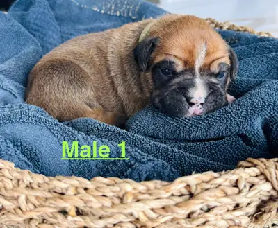 Boxer Puppies, View more