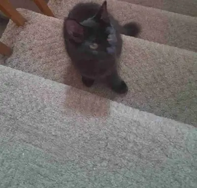 12 Week Old Kitten=Deflead=Dewormed=Vacinated, View more
