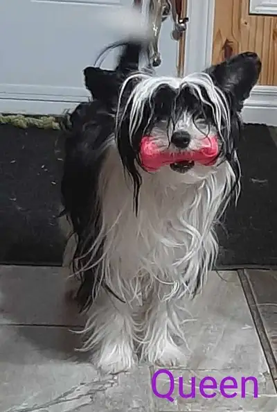 C es avec un grand regret que je doit mettre a la retraite ma belle fille chien chinois a crete qual...
