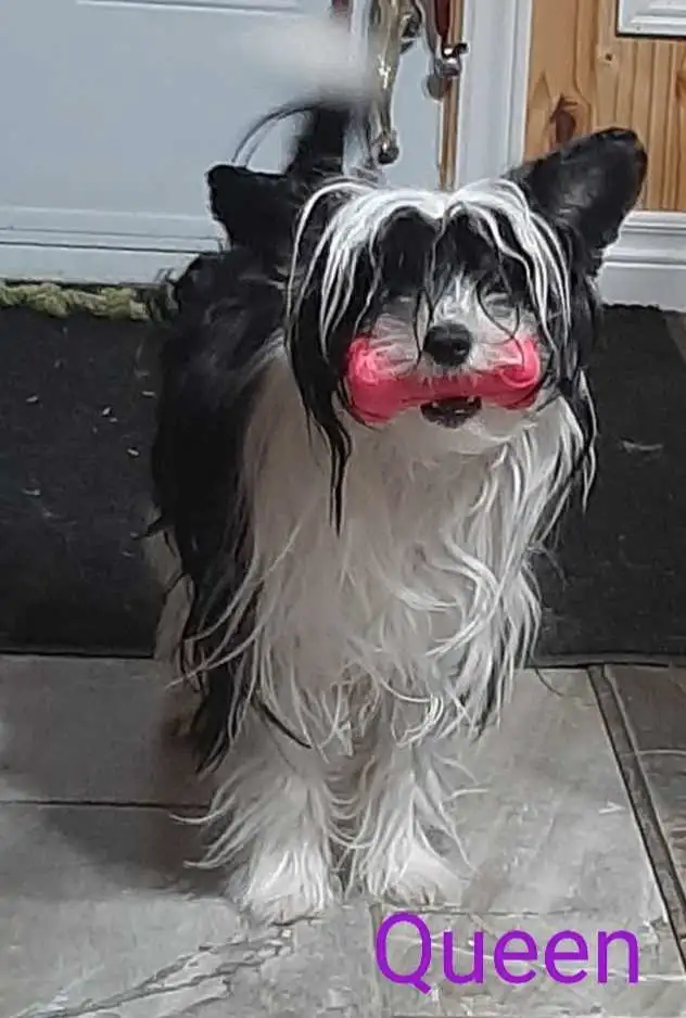 Perdue dans st-raymond de portneuf in Lost & Found in Lanaudière - Image 2