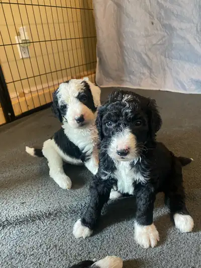 L&D's Double Doodle Acres Oaklee X Charlee have had the most wonderful litter of 2nd generational pu...