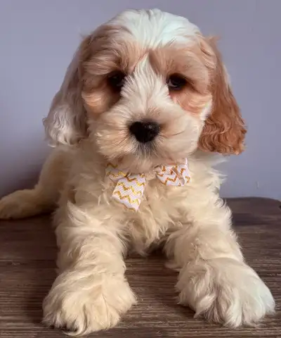 Cockapoo- Skip the Training, We’ll Do It, View more
