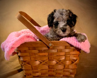 Guardian home needed for Micro Mini Multigen Doodle Puppy