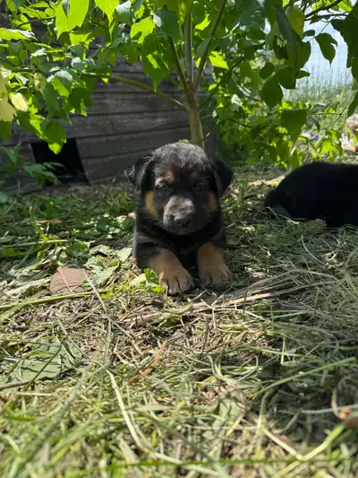 German shepherd pups , View more