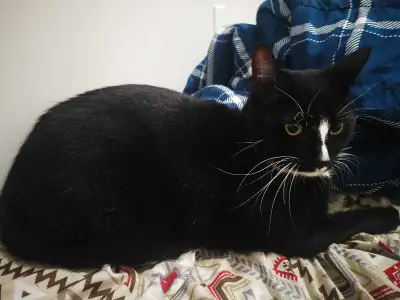 Looking to RE-HOME my Cat, View more