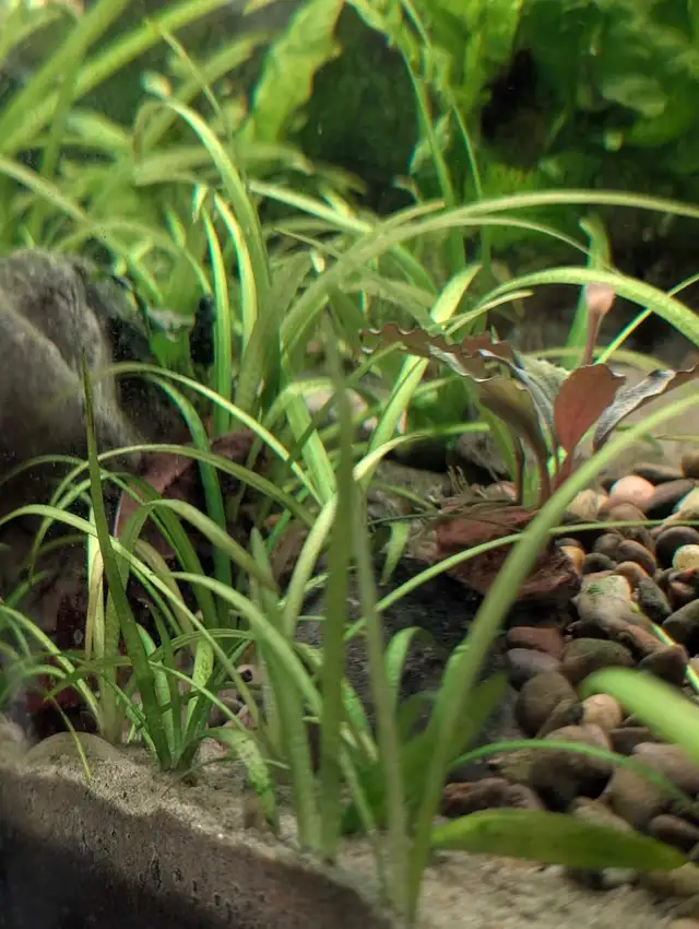 Dwarf Sagittaria in Fish for Rehoming in Kitchener / Waterloo - Image 2