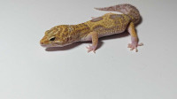 Leopard Gecko 