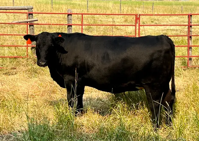 Four Bred Angus-cross Yearling Heifers in Livestock in Vernon - Image 11