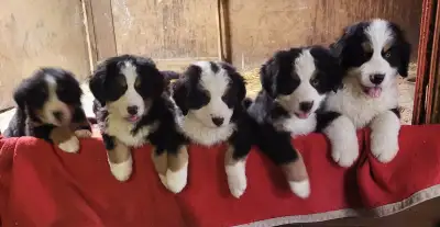 Purebred Bernese Mountain puppies for sale. Looking for a new friend. Give us a call/text for detail...