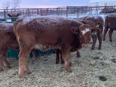 Heifer Red Angus Simmental, View more