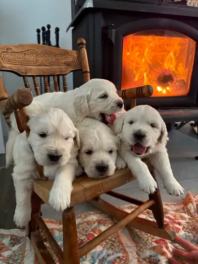 CKC English Golden Retriever puppies, View more