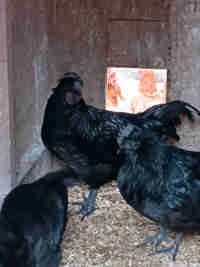 Ayem Cemani young roosters