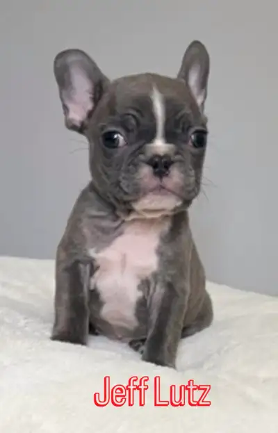 6 French Bulldog Puppies Ready May 15th, View more