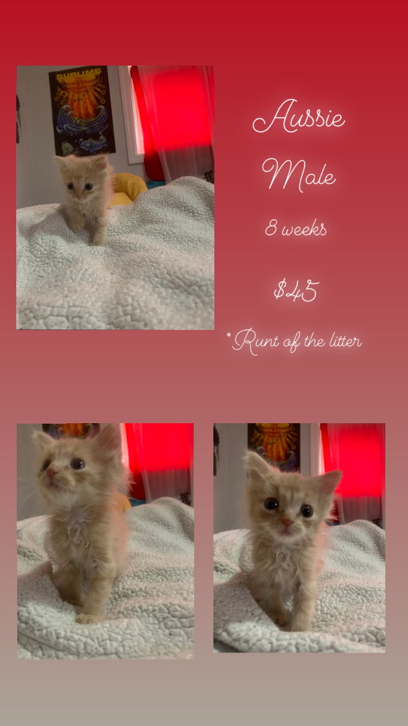 Orange Tabby cats for sale! Cats & Kittens for Rehoming Oshawa