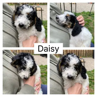 Tri Colour Bernedoodle Pups Mid Size (not standard poodle height) ready for rehoming DOB; April 10,2...