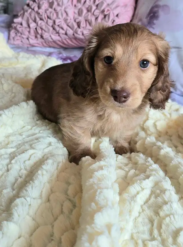 **VENDU** Teckel miniature poils long in Dogs & Puppies for Rehoming in City of Montréal - Image 7