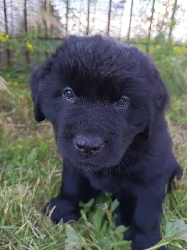 ONE PUPPY LEFT Beautiful Newfoundland Puppies in Dogs & Puppies for Rehoming in Edmonton - Image 2