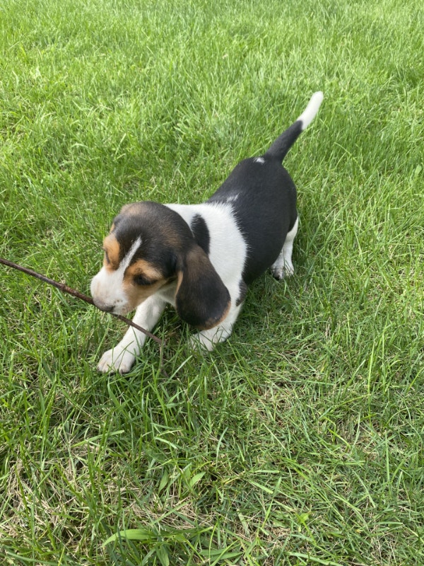 Beagle Puppies Dogs & Puppies for Rehoming London Kijiji