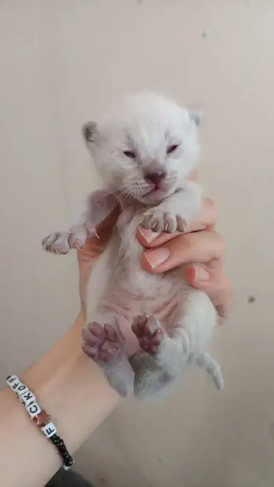 LAST MALE SIAMESE KITTEN , View more