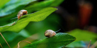 ISO Snails, Ramshorn or Bladder 