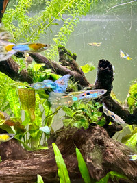 Male Guppies for sale 