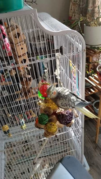 Female Cockatiel with cage