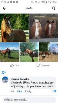 Herd reduction. Horses for sale