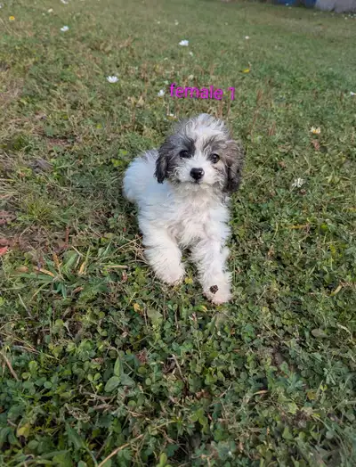 cavapoo puppies! F1b, View more