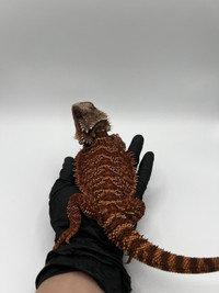 BEAUTIFUL BEARDED DRAGONS AVAILABLE!!