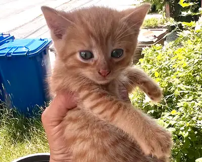 kittens ‍⬛, View more